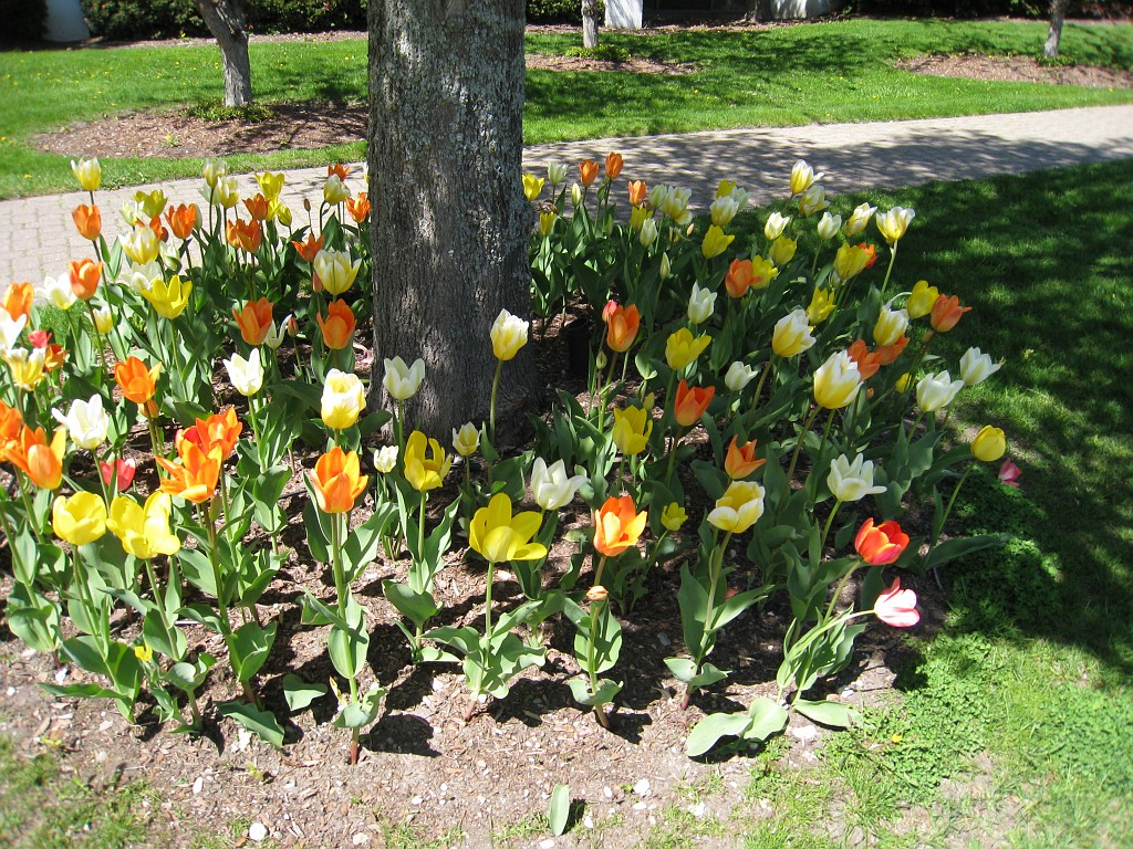 Mackinaw Island Area May 2008 0721.jpg - May 24 2008 a trip to Mackinac City for a 5 M race and a visit to Mackinac Island. A day to the UP, Paradise, Whitefish Point and Tahquamen Falls. This was followed by trips to Petoskey and Charlevoix.
